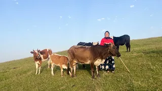 Making Organic Cheese! Nomad Life and Milking Cows to Prepare Cheese