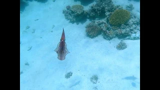 Squid awesome dance with color changing - RED SEA - Marsa Alam