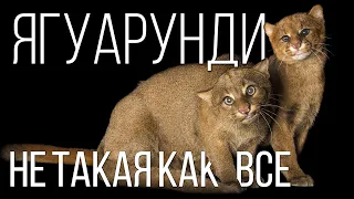 Ягуарунди: Странная кошка | Интересные факты про ягуарунди