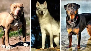 Las 7 razas de perro más peligrosas y vetadas del mundo