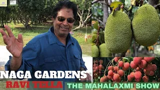 Naga Gardens, Engineering, Indian Farm In USA | Ravi Tella | Jackfruit, Mango | The Mahalaxmi Show