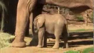 San Diego Zoo Safari Park Elephant Calf Has a Name!