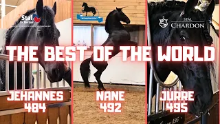 The best Friesian stallions in the world. 3 Stable tours | Friesian Horses