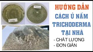 Nông dân cần biết-hướng dẫn thực tế cách ủ trichoderma tại nhà (đơn giản và dễ làm)