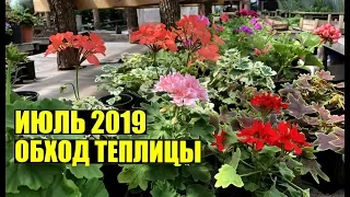 Что сегодня растет? Июль 2019. Обход.