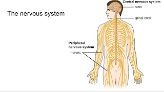 Human organ systems/Системы органов человека (на английском языке)