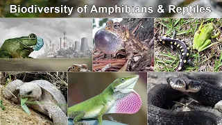 Biodiversity of Amphibians and Reptiles