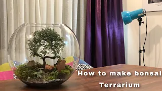 How to make a bonsai terrarium at home