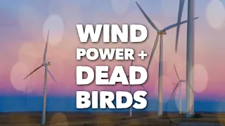 VERIFY: Do wind turbines kill a large number of birds?