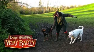 Country dogs Bisley and Maddie can't be controlled