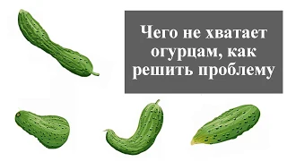 Почему огурцы растут крючком, грушеобразной формы