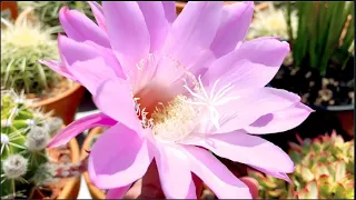 CACTI ARE THORNY BUT BEAUTIFUL WHEN BLOOMS
