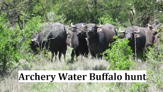 Archery water buffalo hunt