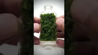 Miniature moss wall terrarium #shorts