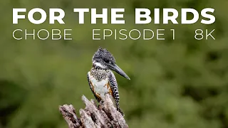 For the Birds: 8K Wildlife Filming with Pangolin Photo Safaris - Chobe 2021 Ep 1