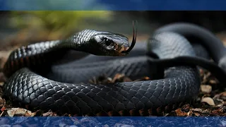 Top 5 Venomous Snakes