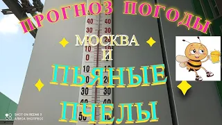 Пьяные пчелы и прогноз погоды с юмором