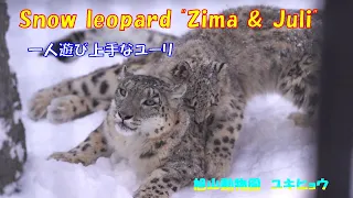 一人遊び上手なユーリ（旭山動物園　ユキヒョウのジーマとユーリ）~ Snow leopard "Zima & Juli" ~
