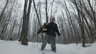 охота на куницу.обычный январский день...