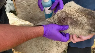 Sick Sheep?  What to Do!