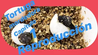 Chelydra Serpentina Reproduccion (Tortuga Lagarto) Capitulo 1 (BichosYmonstruitos) 🐢🐢