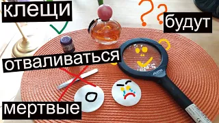 Укусил клещ, что делать после укуса клеща?