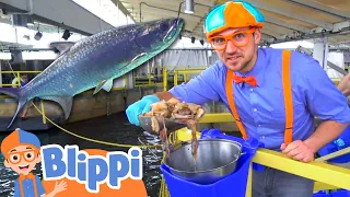 Blippi Visits The Florida Aquarium | Sea Animals With Blippi | Educational Videos For Kids