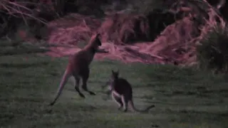 Fighting Kangaroo