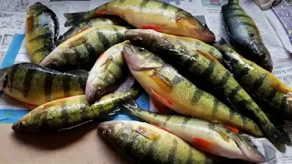 FINESSE FISHING FOR JUMBO YELLOW PERCH, Finger Lakes, NY