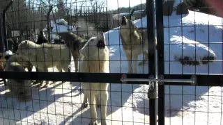 旭山動物園オオカミの遠吠え