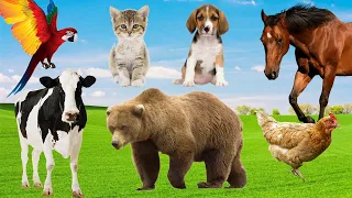 CUTE LITTLE ANIMALS: Kitten, Puppy, Horse, Cow, Chicken, Parrot, Bear and others - ANIMAL MOMENTS