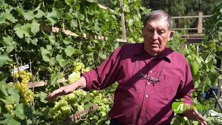 Укрытие винограда в Сибири. Рекомендации опытного виноградаря Анатолия Сидоровича