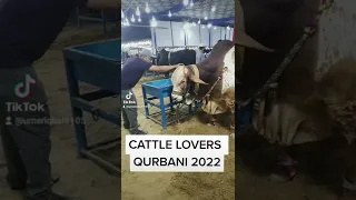Cattle mandi 2022 l bakra eid 2022 l cow mandi 2022 l cow mandi update