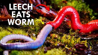 Predatory Leeches Exist, And Are Horrific