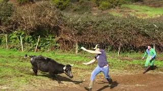 JAF Most Dangerous Cows - As Vacas Que Pastam No Pico Do Carvão - Ilha Terceira - Açores