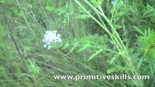 Foragers Guide to Wild Carrot, Water Hemlock, and Valerian