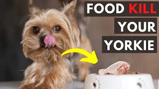 25 Foods Your Yorkshire Terrier Should Never Eat