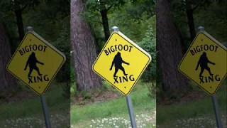 new york august 15 2018 bigfoot spotted crossing a section of highway by a guard rail.