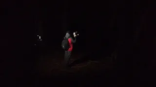 Wolf Howling in Apuseni mountains, Romania