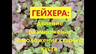 Гейхера. Деление, размножение, омоложение старого куста.