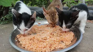 Baby kitten eating rice with fish | Kitten eat rice | The Gohan Dog And Cats