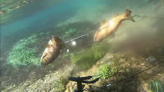 Freshwater Spearfishing
