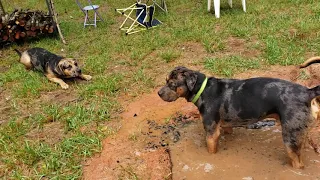 Catahoula protecting his swamp