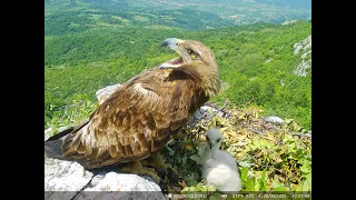 The Golden Eagle, Life on the Rock