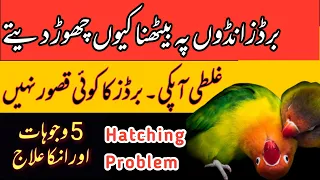 Breeding Issues | why lovebirds left hatching | why birds left the eggs