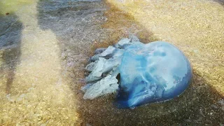 Большая медуза на Азовском море.