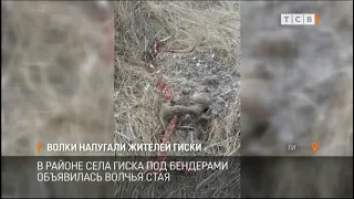 Волки напугали жителей Гиски