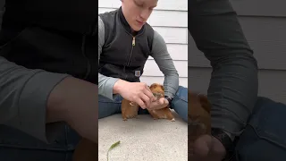 Ridiculous, guinea pig fight￼! #shorts