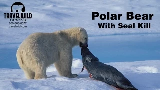 Polar Bear with Seal Kill