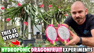 The Hydroponic Dragonfruit Experiments